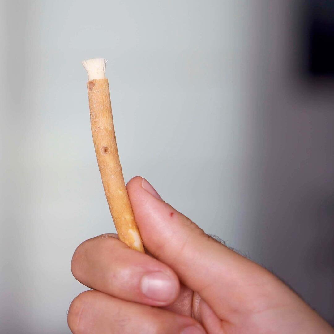 Miswak -The Islamic Way To Detoxify The Mouth